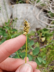 Carex fracta