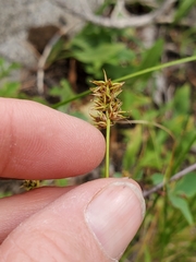 Carex fracta
