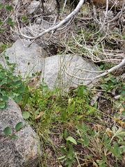Carex fracta