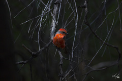 Pyrocephalus rubinus