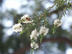Melaleuca bracteata