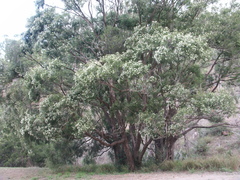 Melaleuca bracteata