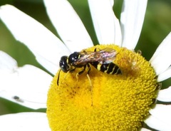 Philanthus bilunatus