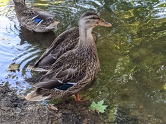 Anas platyrhynchos