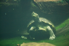 Central American River Turtle photo 4