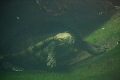 Central American River Turtle