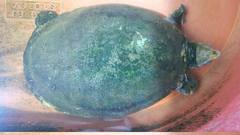 Central American River Turtle photo 5