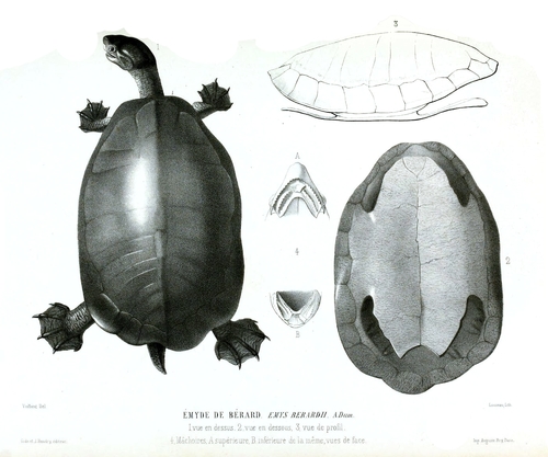 Central American River Turtle