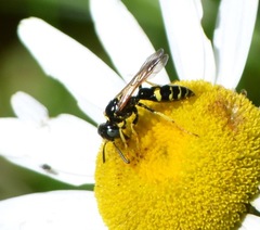 Philanthus bilunatus