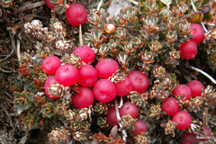 Montitega dealbata