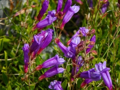 Penstemon davidsonii