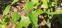 Phlaeoba fumosa