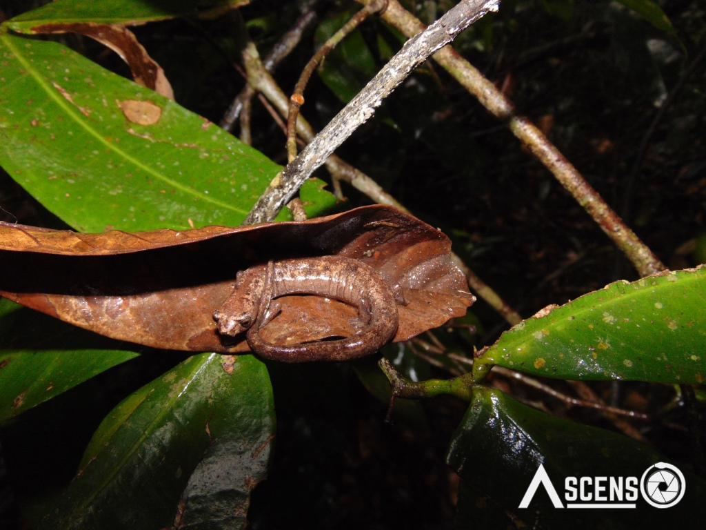 Nauta Mushroom-Tongue Salamander
