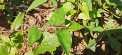 Phlaeoba fumosa