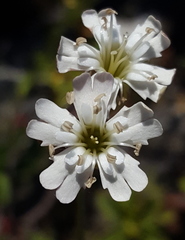 Silene douglasii douglasii