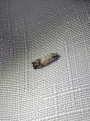 Ofatulena duodecemstriata