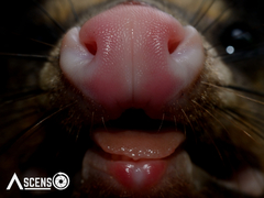 Didelphis marsupialis