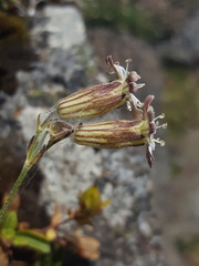 Silene douglasii douglasii