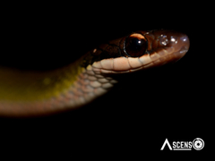 Erythrolamprus oligolepis