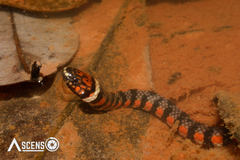 Hydrops triangularis