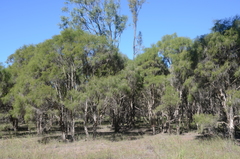 Melaleuca irbyana