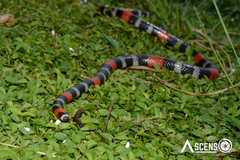 Micrurus lemniscatus