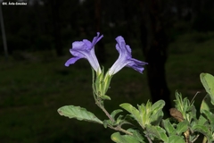 Ruellia spissa