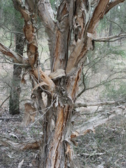 Melaleuca irbyana