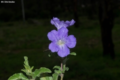 Ruellia spissa