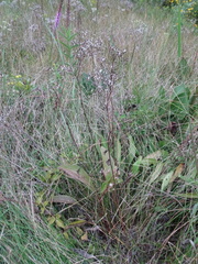 Arnoglossum plantagineum