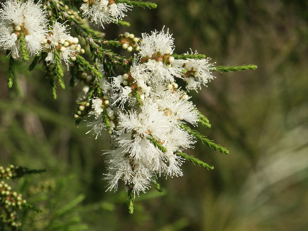 Melaleuca Irbyana (threatened Plants Of Logan) · Inaturalist