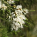 Melaleuca irbyana - Photo (c) Heather Knowles, alguns direitos reservados (CC BY-NC), uploaded by Heather Knowles