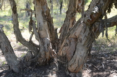 Melaleuca irbyana