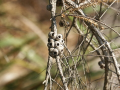 Melaleuca irbyana