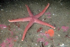 Henricia leviuscula