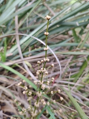 Lomandra multiflora dura