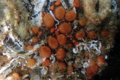 Metandrocarpa taylori