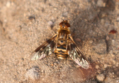 Thyridanthrax nugator