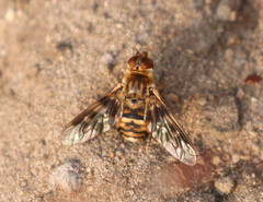 Thyridanthrax nugator