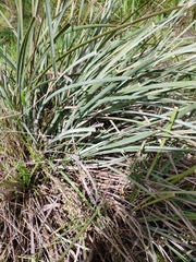 Lomandra multiflora dura