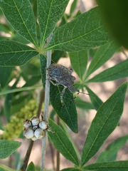 Brochymena parva