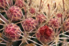 Ferocactus emoryi