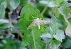 Epipagis fenestralis