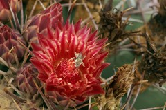 Ferocactus emoryi