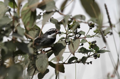 Collared Warbling-finch