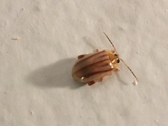 Walterianella sublineata