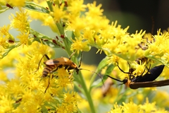 Uroleucon nigrotuberculatum