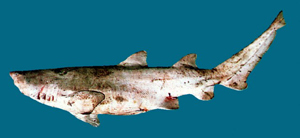 Indian sand tiger