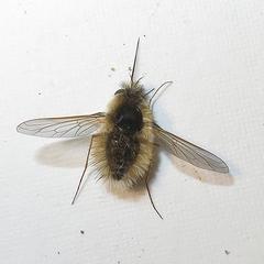 Anastoechus barbatus