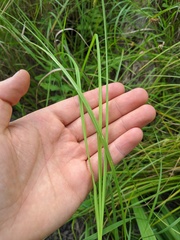 Carex arcta